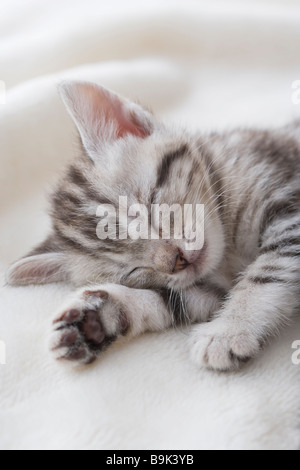American shorthair sleeping Stock Photo