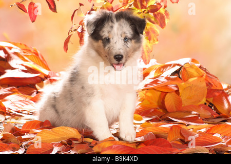 Sheltie dog -  puppy sitting in autumn foliage Stock Photo