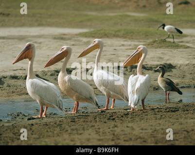 four White pelicans - standing / Pelecanus onocrotalus Stock Photo