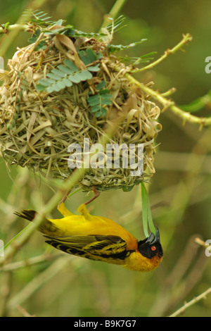 Black headed weaver bird - (Ploceus cucullatus) Stock Photo