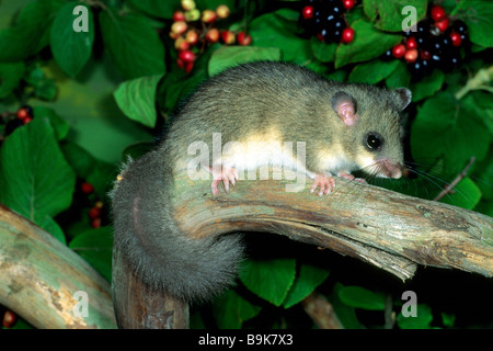 Edible Dormouse Edible Commoner Dormouse Glis glis in a bush with berries Stock Photo