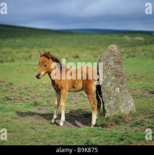 Dartmoor Pony foal standing on meadow Stock Photo