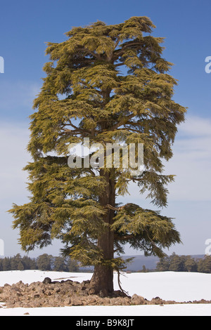 Atlas Cedar tree Cedrus atlantica in winter in the Middle Atlas Mountains Morocco Stock Photo