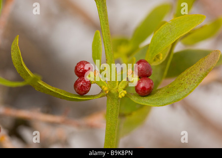 Red berried mistletoe Viscum cruciatum in hawthorn high in the Middle Atlas Mountains Morocco Stock Photo