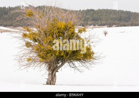 Red berried mistletoe Viscum cruciatum in hawthorn bush in snowy weather high in the Middle Atlas Mountains Morocco Stock Photo