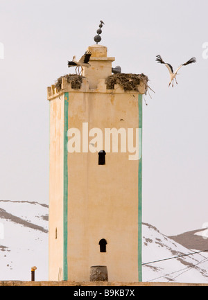 White storks Ciconia ciconia nesting on tower near the Col du Zad Middle Atlas Mountains Morocco Stock Photo