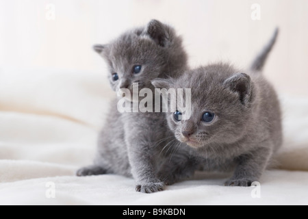 Two Chartreux sitting on a blanket Stock Photo