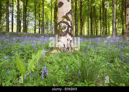 Bluebells in Dorset woodland, Hooke woods, near Beaminster, England, UK Stock Photo