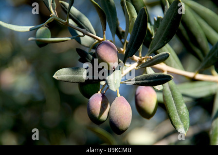 Close up of olive tree growing in Saint Catherine's Monastery in