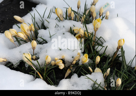 Crocus chrysanthus Ard Schenk flowers exposed through a cover of snow in a garden alpine flower bed Stock Photo