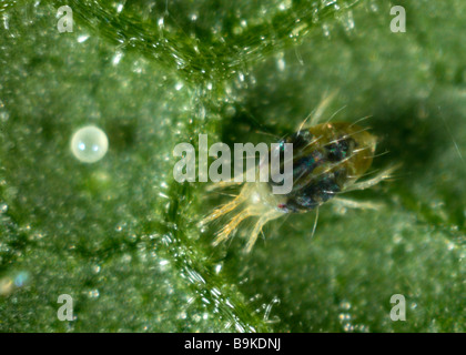 Two spotted spider mite Tetranychus urticae adult female on a plant leaf surface Stock Photo