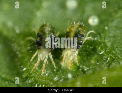 Two spotted spider mite Tetranychus urticae adult female egg on a plant leaf surface Stock Photo