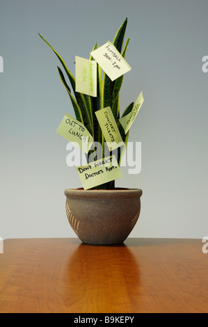 still life of potted agave with post-it notes Stock Photo