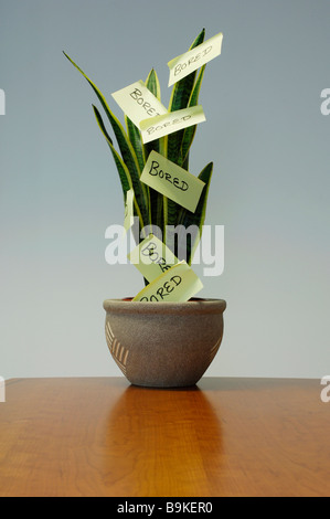 still life of potted agave with post-it notes Stock Photo