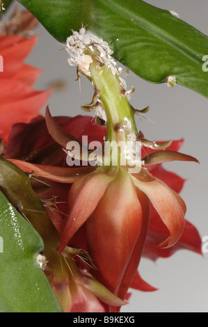 Glasshouse mealybug Pseudococcus affinis infestation on an orchid cactus flower peduncle