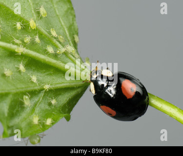 Harlequin ladybird Harmonia axyridis black colour variation with two red sots feeding on aphids Stock Photo