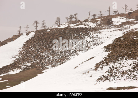 Degraded remnant of Atlas Cedar forest Cedrus atlantica in winter snow in the Middle Atlas Mountains Morocco Stock Photo