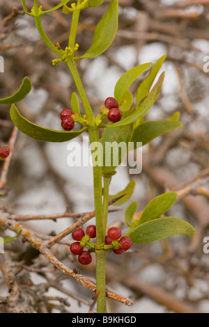 Red berried mistletoe Viscum cruciatum in hawthorn high in the Middle Atlas Mountains Morocco Stock Photo