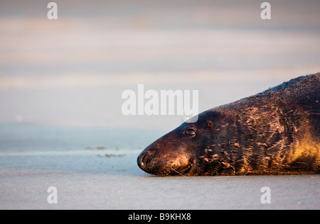 Halichoerus grypus, male grey seal portrait. Lincolnshire December 2008 Stock Photo