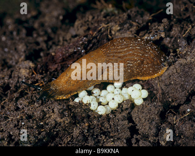 Red slug with eggs / Arion rufus Stock Photo