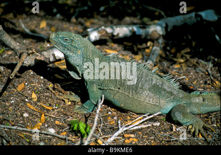 Rock iguana full length portrait endangered species on Little Water Cay nature reserve Turks and Caicos Islands TCI  tourism Stock Photo