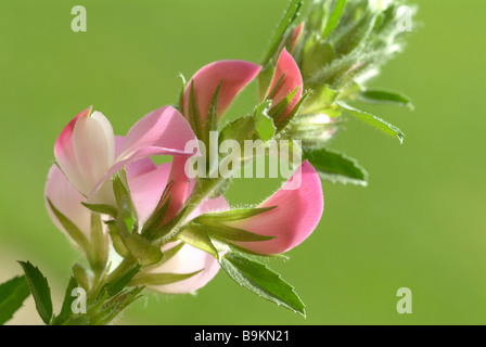 medicinal plant Cammock ground furze Rest harrow Ononis spinosa Stock Photo