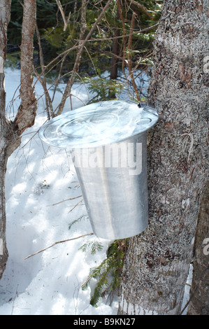 Maple syrup tap on maple tree collecting sap with tubing tubes ...