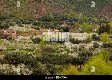 Springtime in the Ourika valley with almond blossom and Berber houses The High Atlas Haut Atlas mountains Morocco Stock Photo