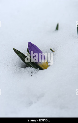 Crocus sieberi Tricolor flower exposed through a cover of snow in a garden alpine flower bed Stock Photo