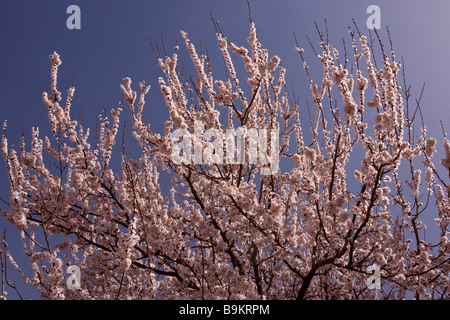 Almond blossom Prunus dulcis early spring Morocco Stock Photo