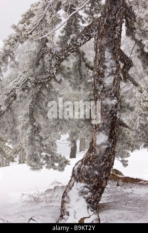 Ancient Black Pine tree Pinus nigra ssp pallasiana in snow and freezing fog high in the Troodos Mountains Greek Cyprus south Stock Photo