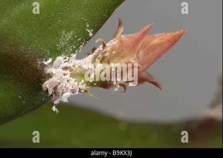 Glasshouse mealybug (Pseudococcus affinis) infestation on a orchid cactus flower bud peduncle