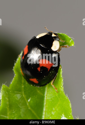 Harlequin ladybird Harmonia axyridis black colour variation with four red spots with aphids Stock Photo
