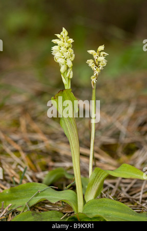 Dense-flowered orchids Neotinea intacta Orchis intacta also known as Mediterranean Orchid Greek Cyprus south Stock Photo