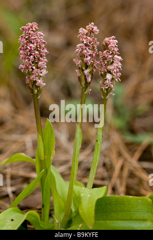Dense flowered orchids Neotinea intacta Orchis intacta also known as Mediterranean Orchid Greek Cyprus south Stock Photo