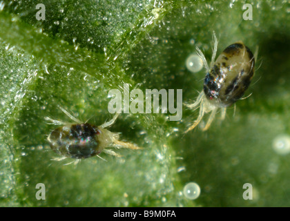 Two spotted spider mite Tetranychus urticae adult females eggs on a plant leaf surface Stock Photo