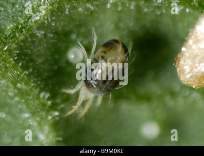 Two spotted spider mite Tetranychus urticae adult female eggs on a plant leaf surface Stock Photo