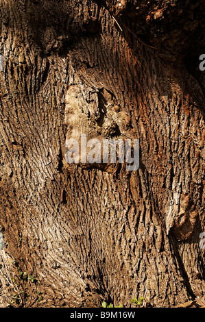 Bark Stock Photo