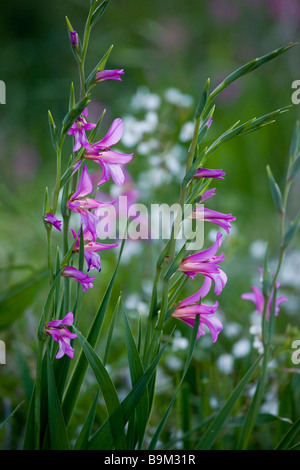 Wild gladiolus Gladiolus italicus in cornfield Greek Cyprus south Stock Photo