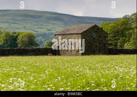 Traditional stone barn in corner of sunlit field of spring wild flowers (wildflower meadow) - scenic hilly Yorkshire Dales countryside, England, UK. Stock Photo