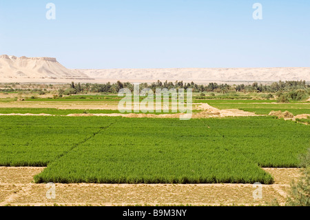Egypt, Libyan Desert, Abu Mungar Oasis in North Farafra Stock Photo