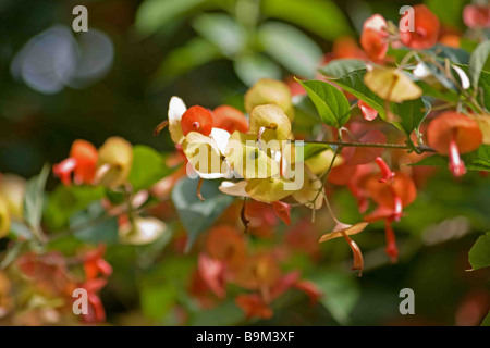 Chinese hat plant in bloom Stock Photo