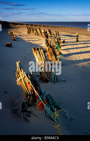 Sea defences on the sandy beach at the Spurn Point National Nature Reserve on the Yorkshire Coast Stock Photo