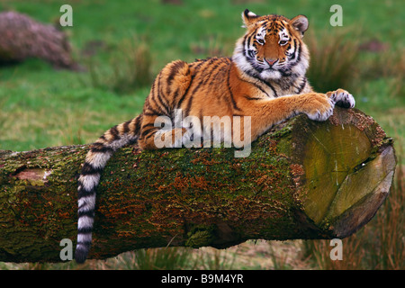 Siberian tiger cub laying on a tree Stock Photo