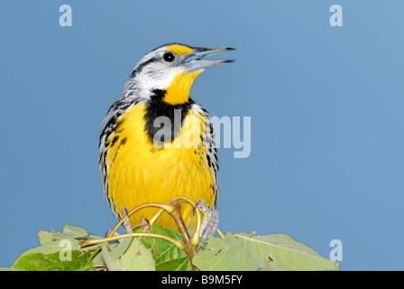 Male Eastern Meadowlark, Sturnella magna. Kansas, USA. Stock Photo