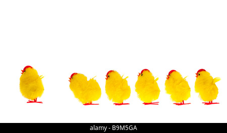 yellow easter chicks following the leader isolated on a white background Stock Photo