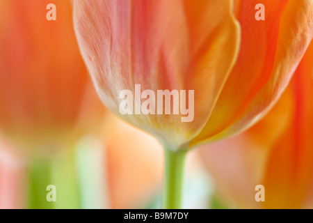 Orange and yellow tulip close-up against white background Stock Photo