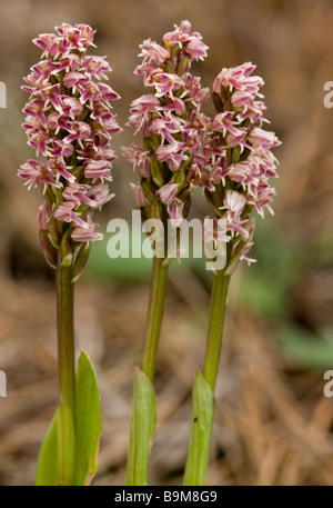 Dense flowered orchids Neotinea intacta Orchis intacta also known as Mediterranean Orchid Greek Cyprus south Stock Photo