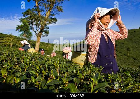Taiwan, Nantou district, Lugu mountains, Oolong Tea plantations, considered as one of the best in the world, tea pickers Huang Stock Photo