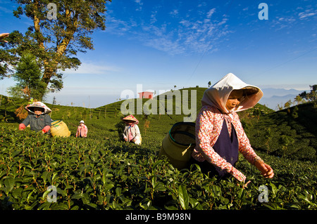 Taiwan, Nantou district, Lugu mountains, Oolong Tea plantations, considered as one of the best in the world, tea pickers Huang Stock Photo